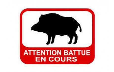 BATTUES AUX SANGLIER